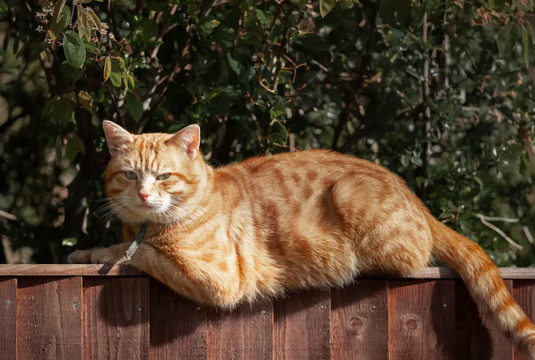 chats roux qui dort sur un mur