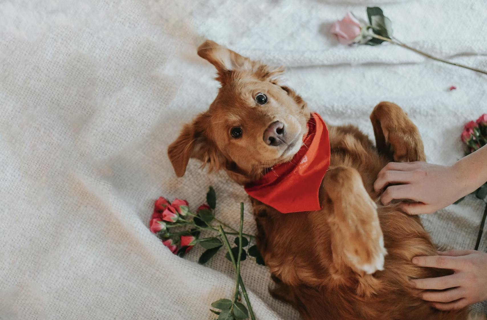 Carly Mackler – chien Saint-Valentin – Unsplash