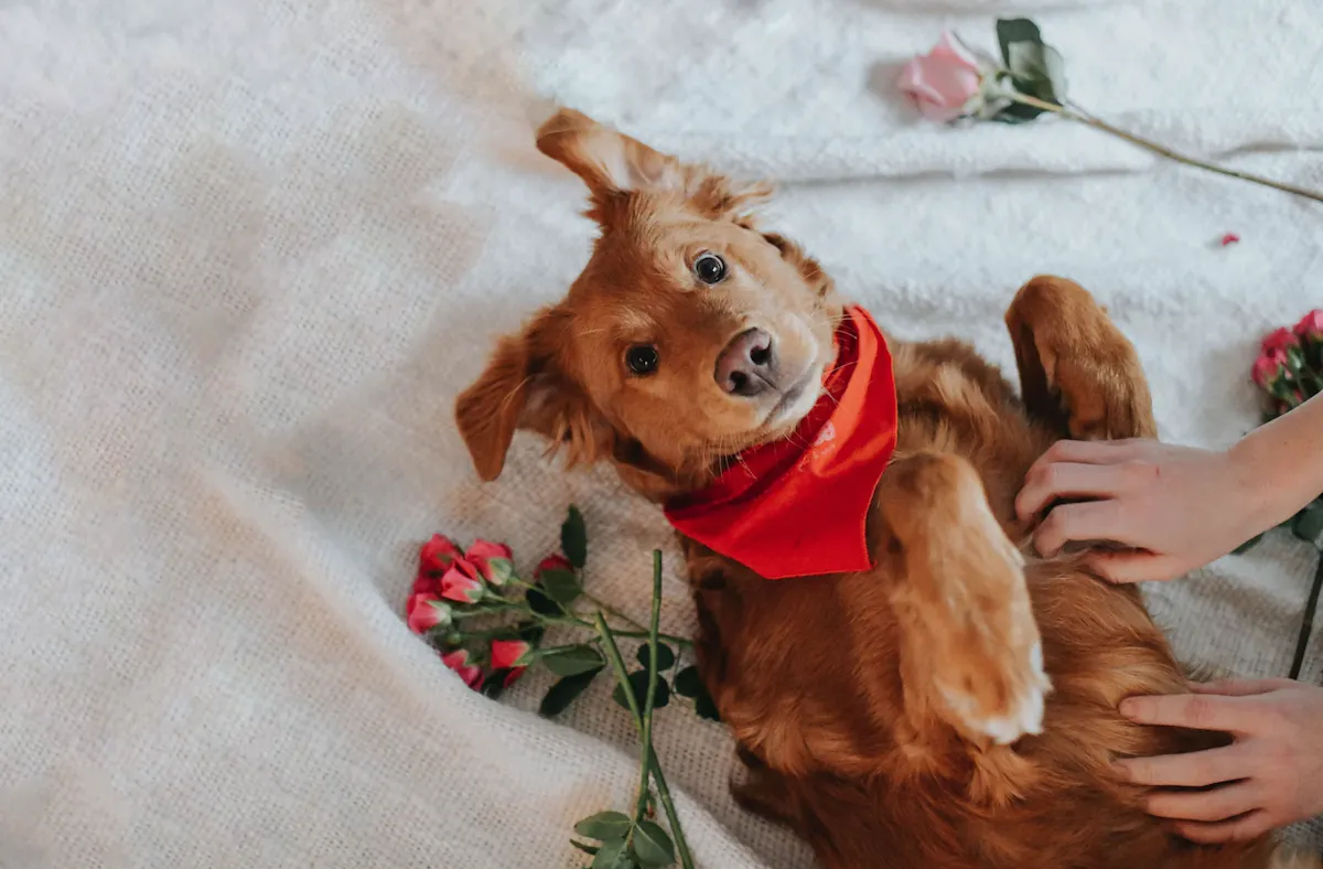 Carly Mackler – chien Saint-Valentin – Unsplash