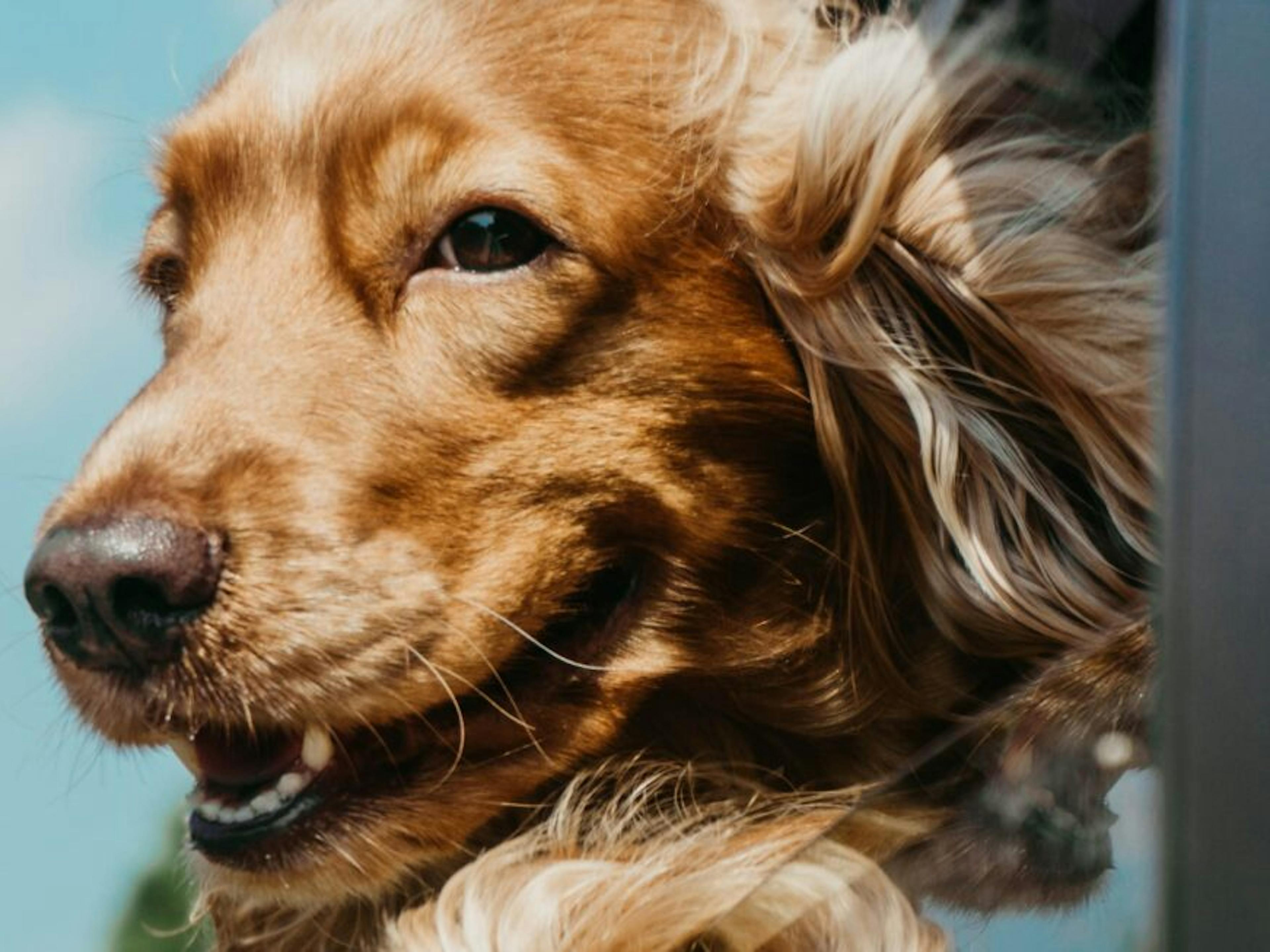 Chien en voiture