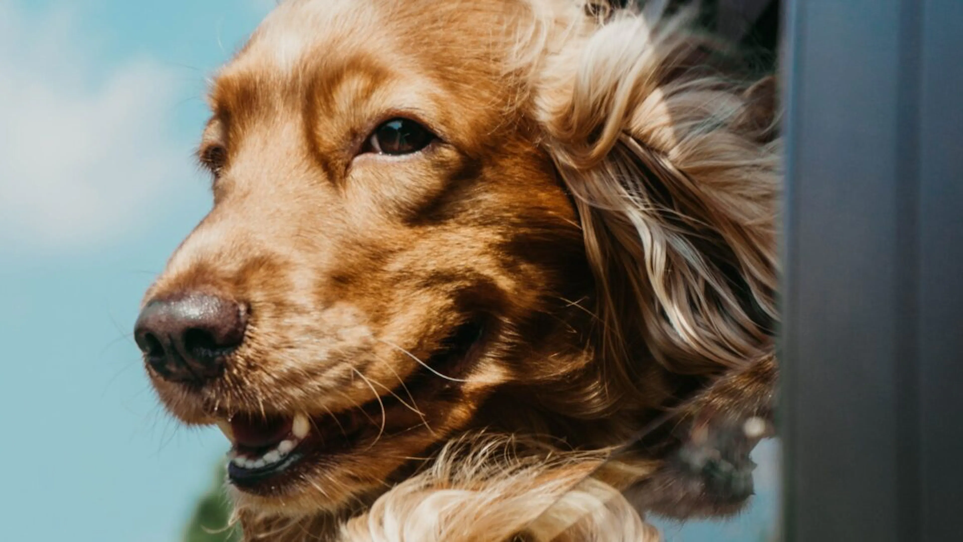 Chien en voiture