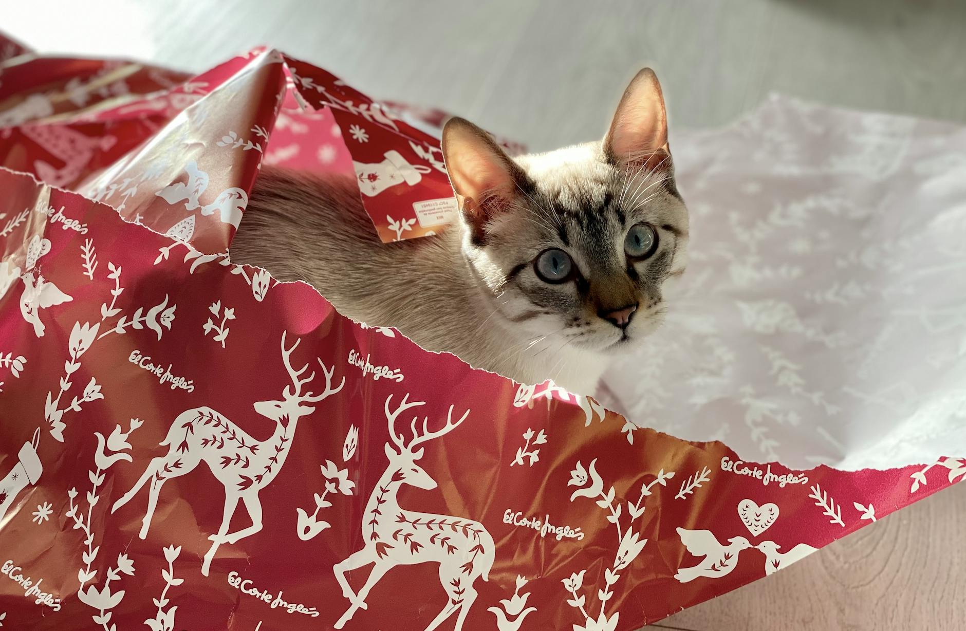 un chat à Noël qui ouvre son cadeau