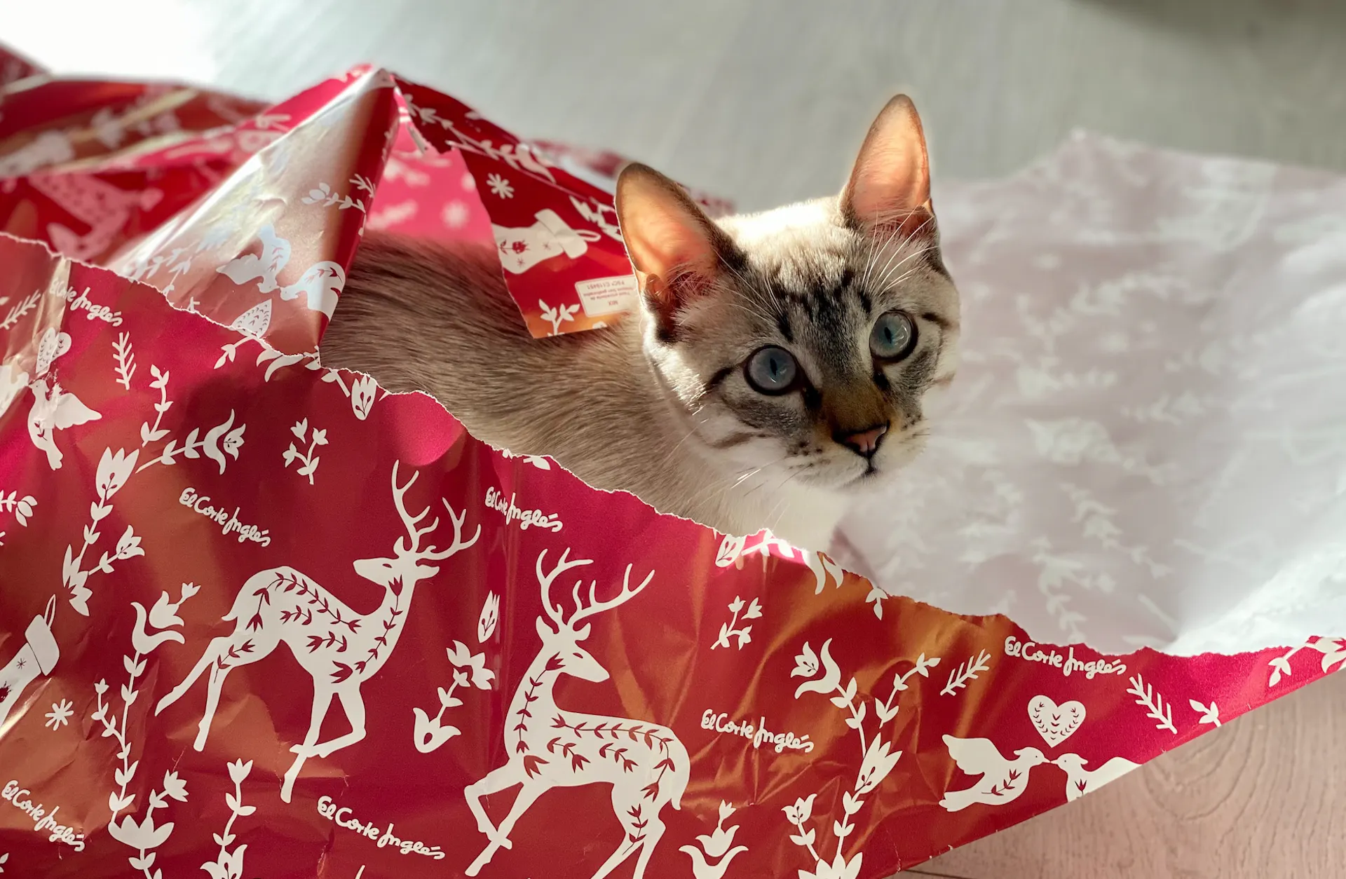 un chat à Noël qui ouvre son cadeau