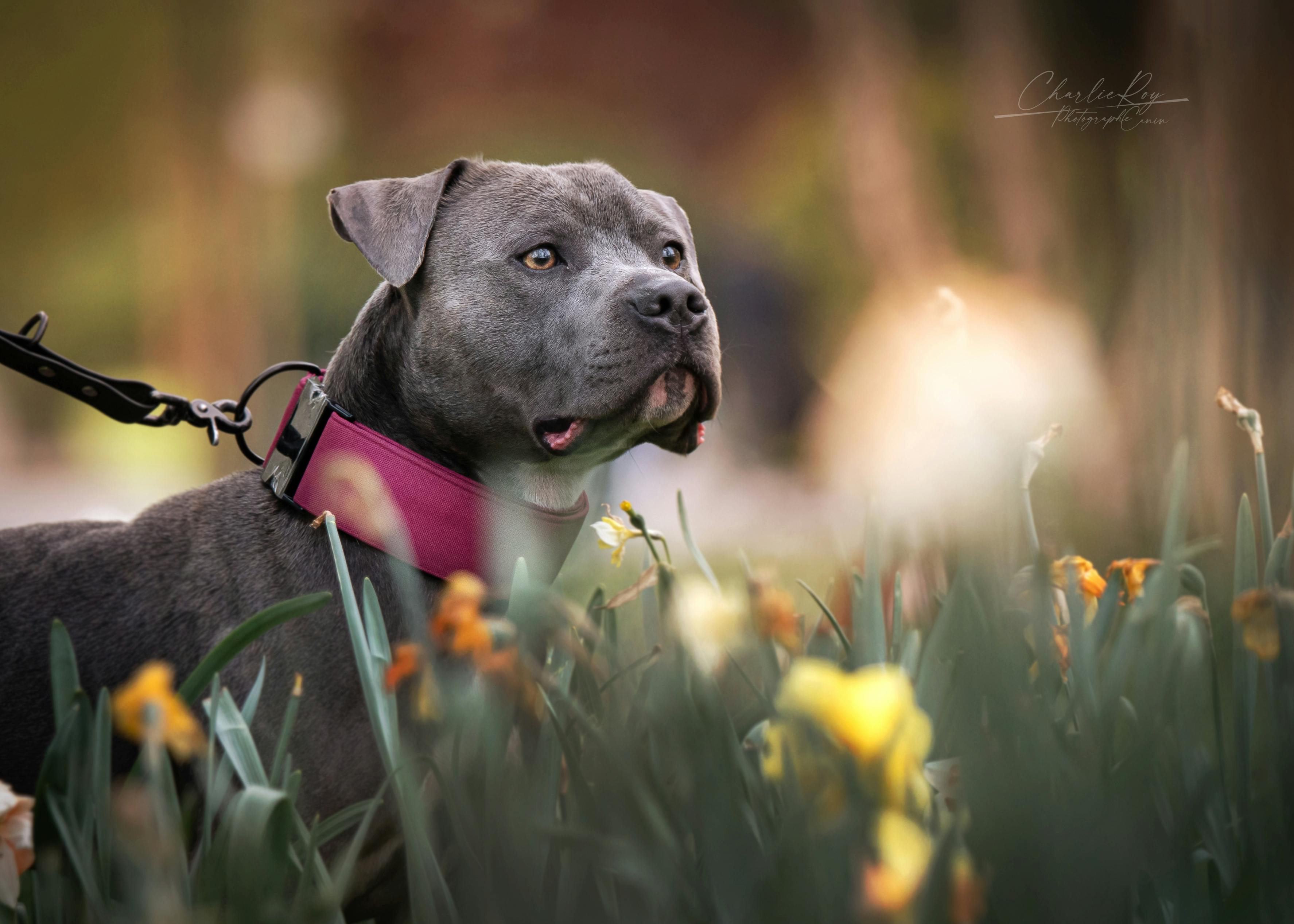 Sparco, chien staffy 