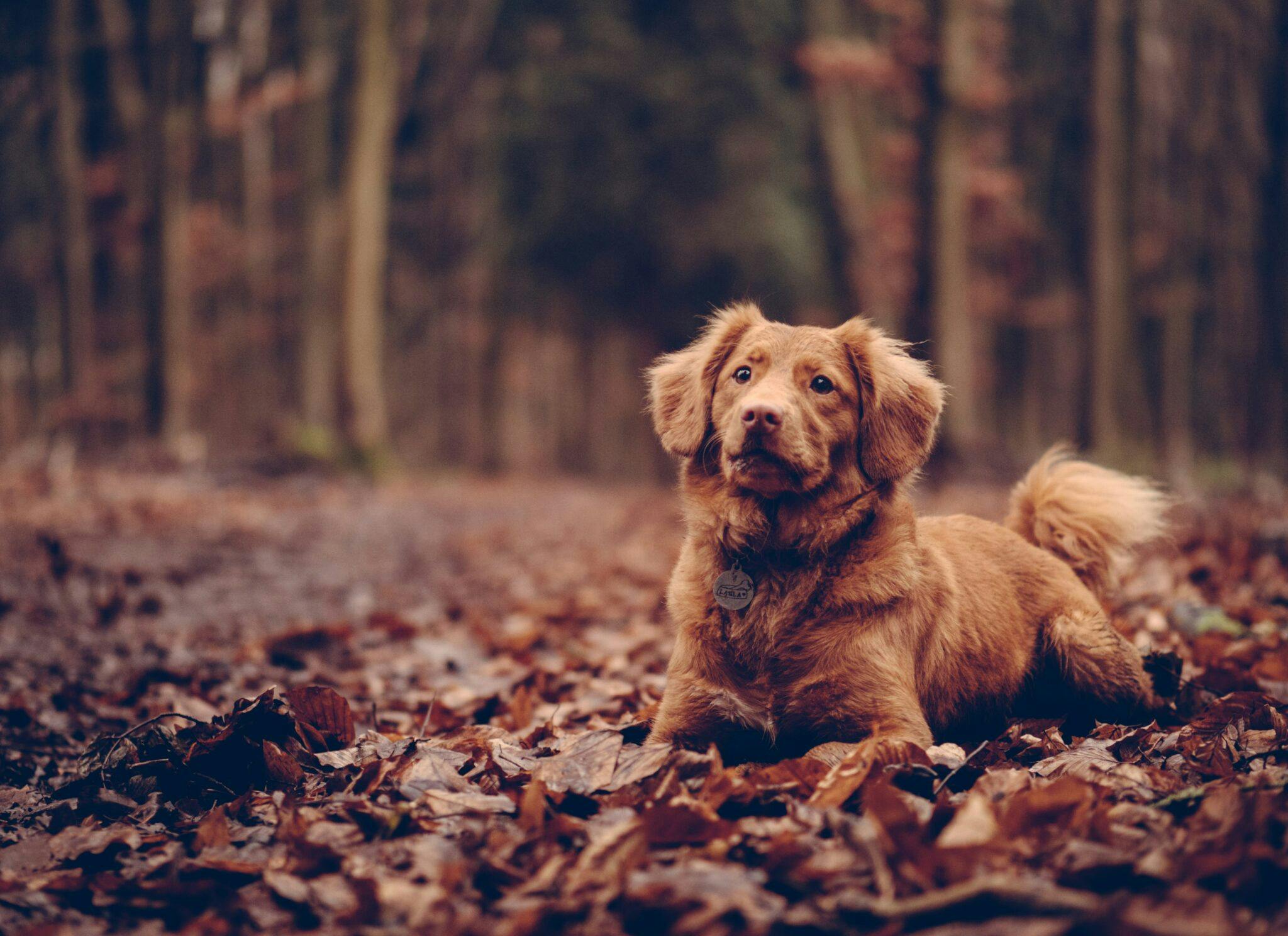 Chien en automne – gérer la perte de poils – Jamie Street – unsplash