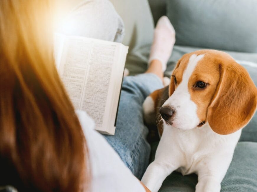 chien à la maison