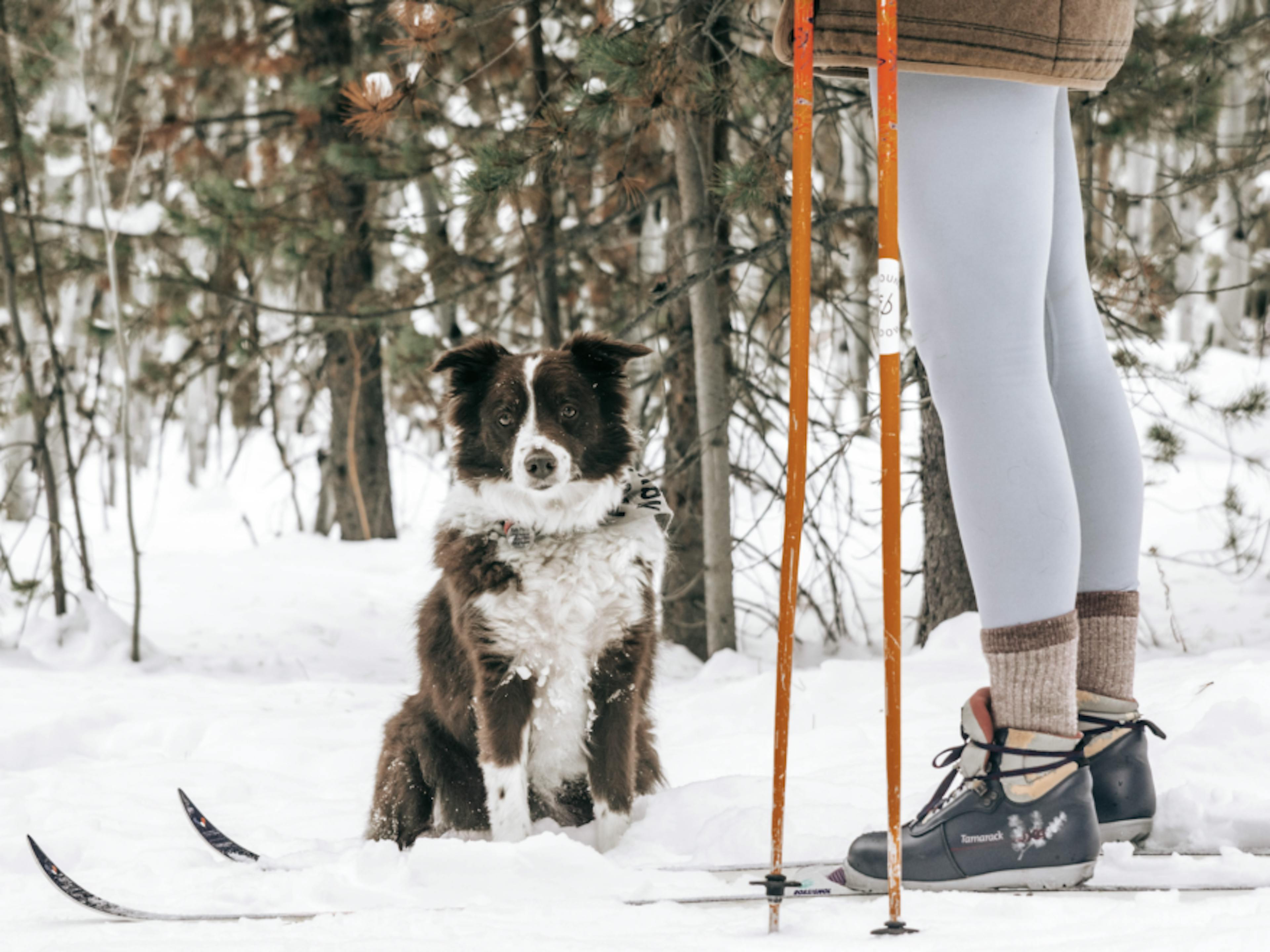 chien au ski - Glenna Haug - unsplash