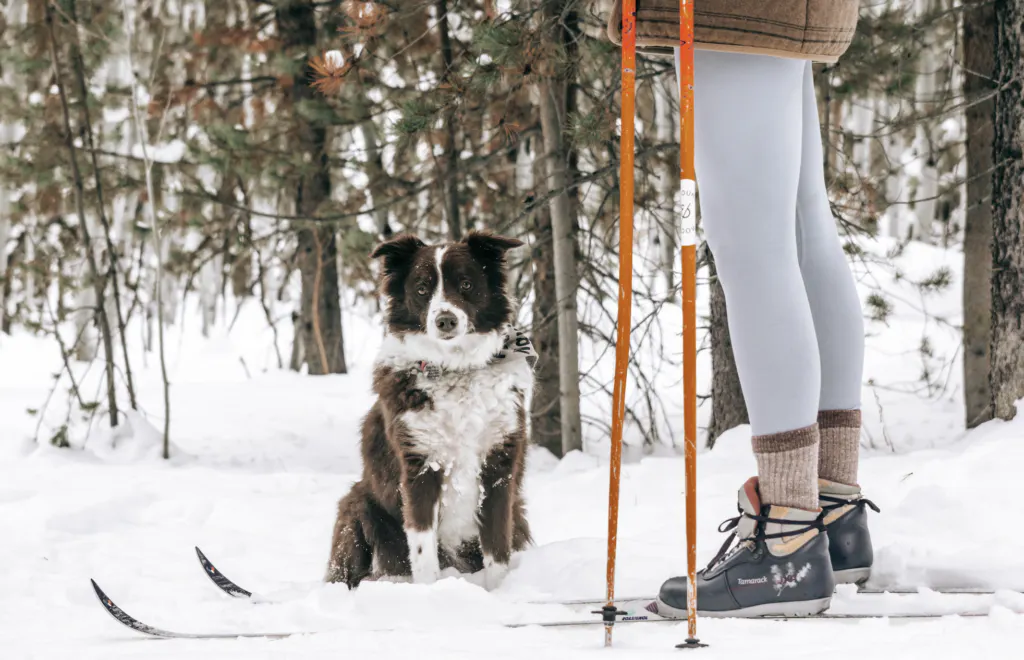 chien au ski - Glenna Haug - unsplash