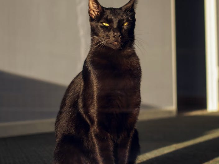 Janan Lagerwall - unsplash - chat noir