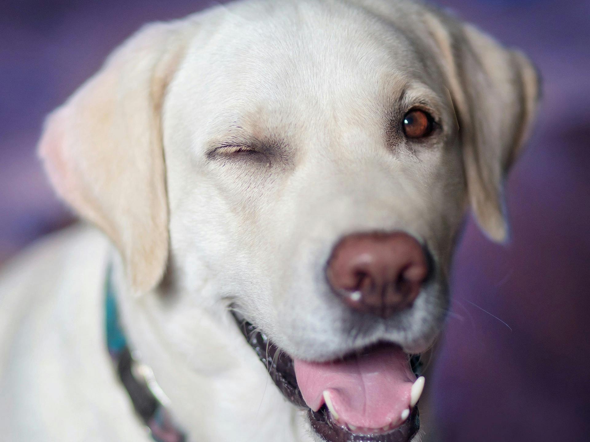 chien qui cligne des yeux