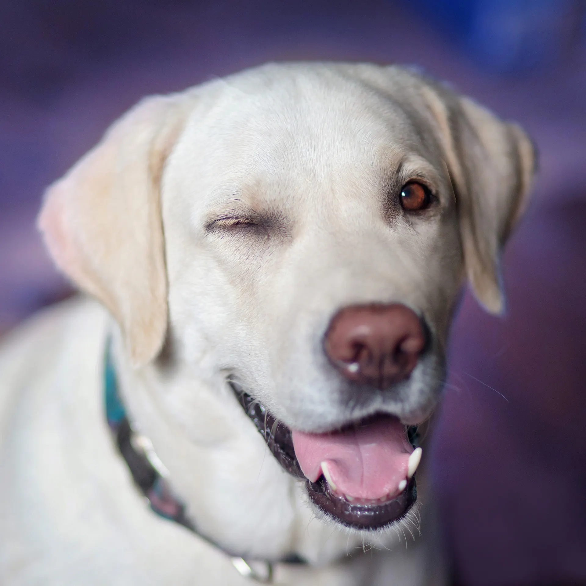 chien qui cligne des yeux