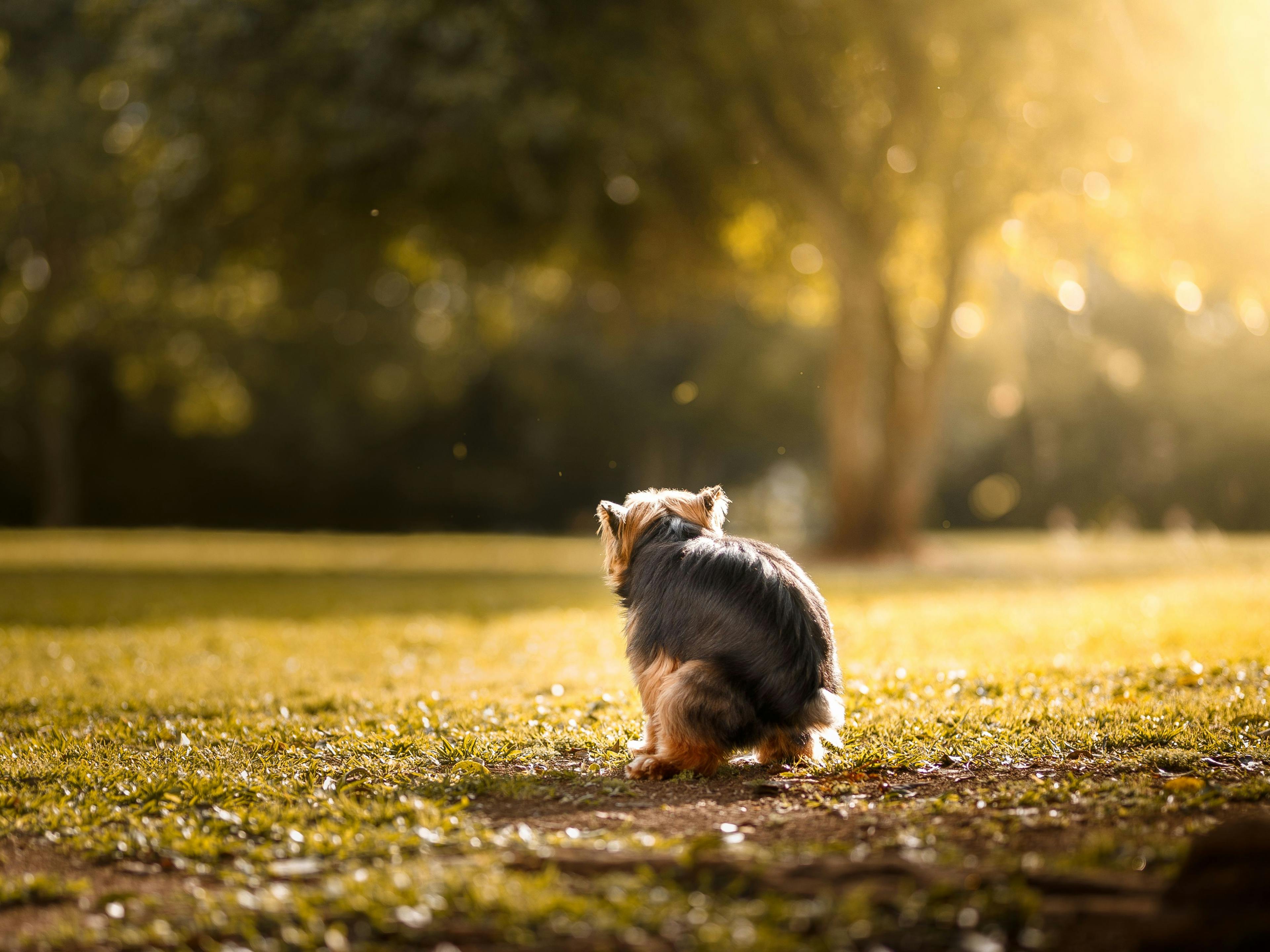 chien qui fait ses besoins