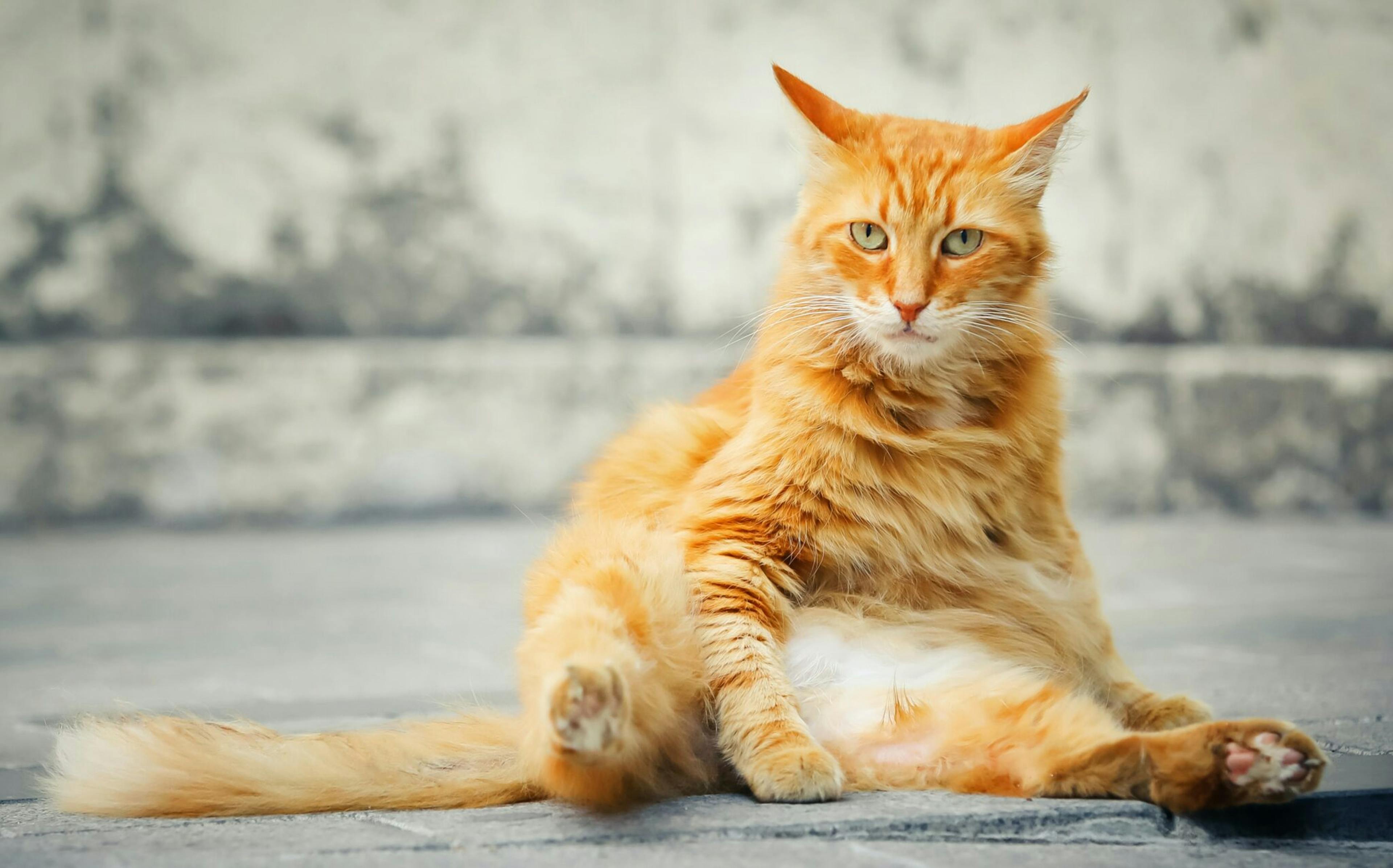 chat qui fait sa toilette