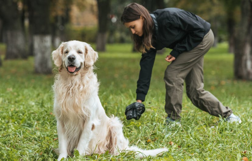 personne qui ramasse les crottes de son chien