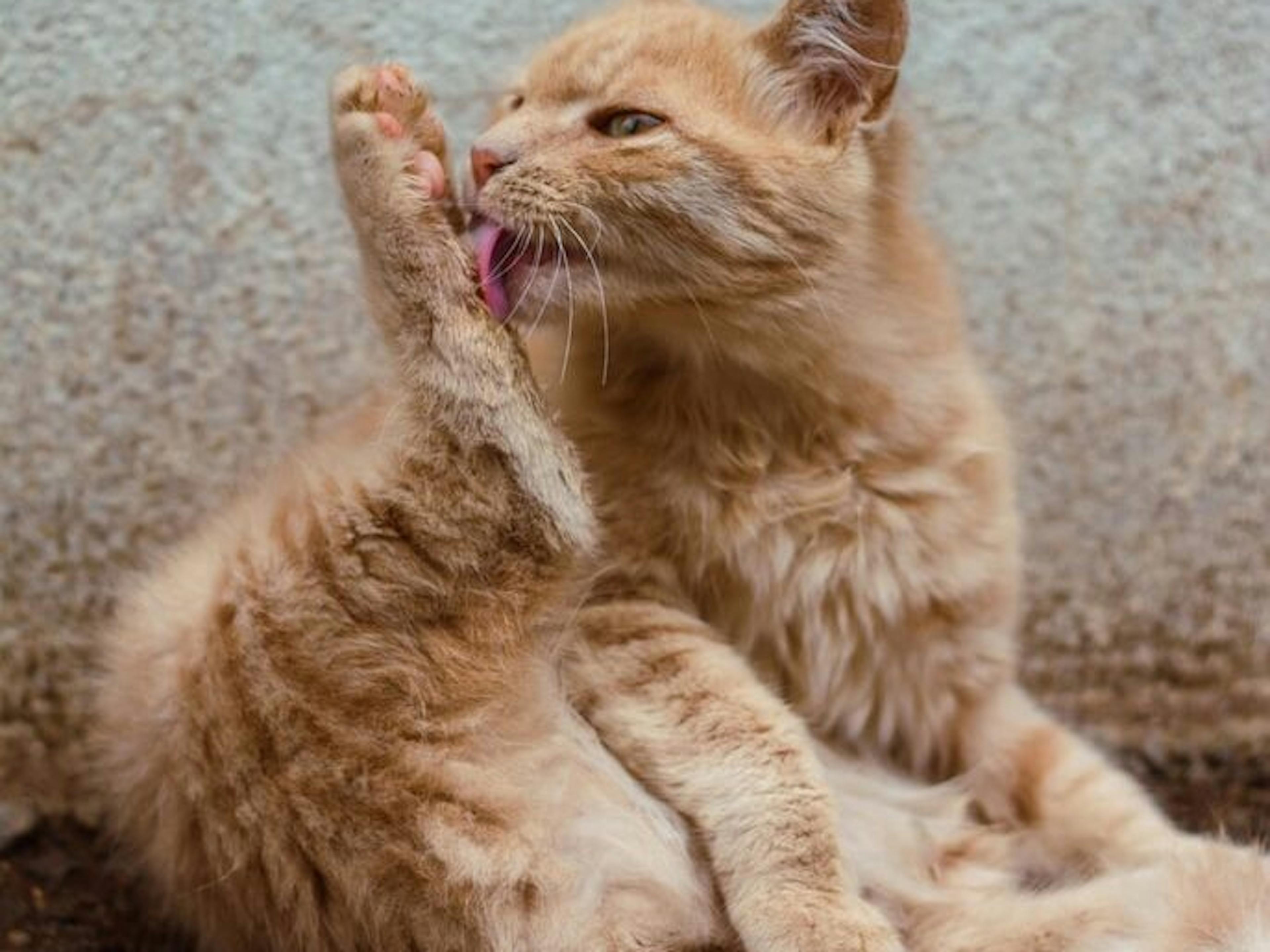 Chat qui fait sa toilette