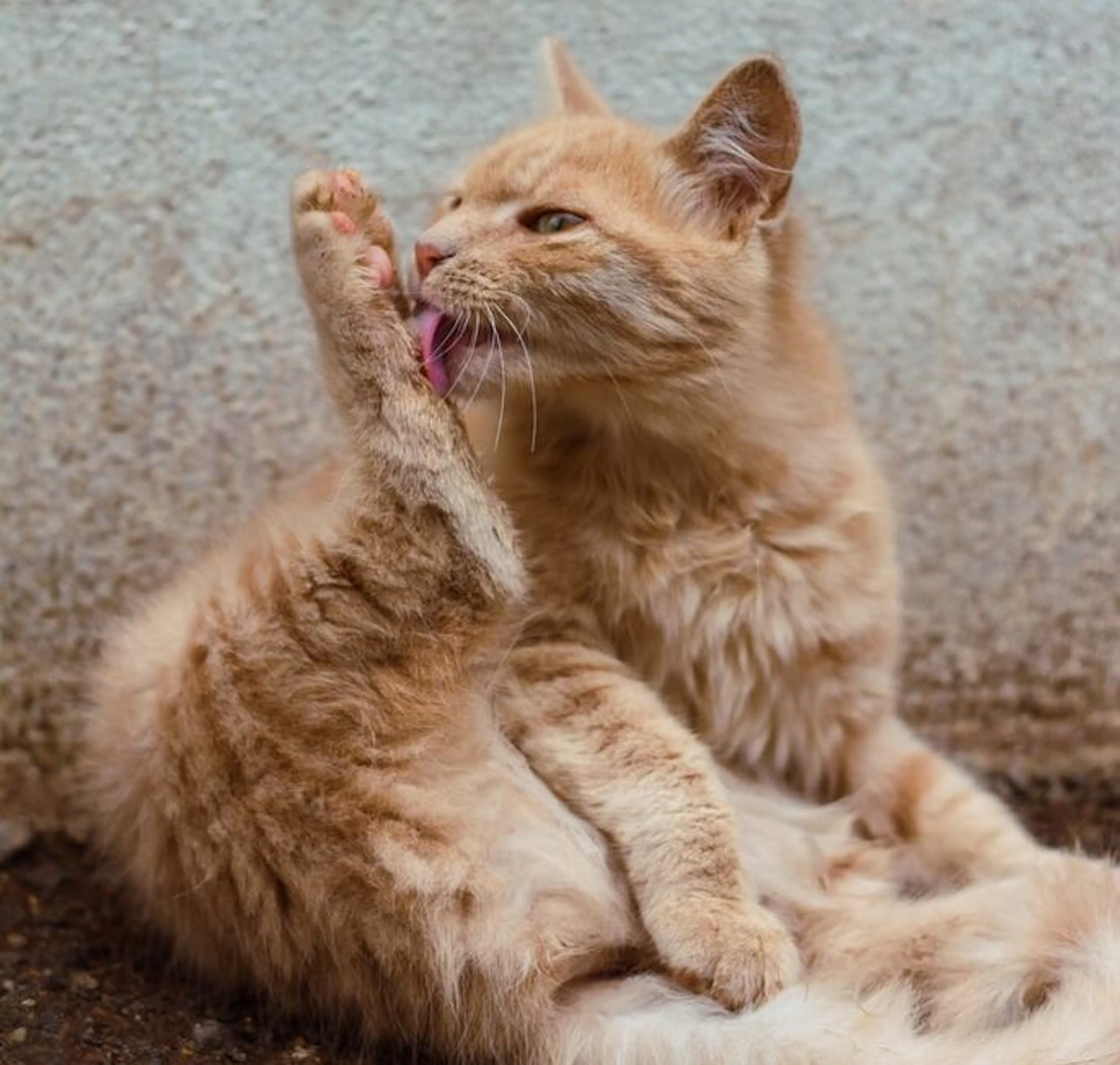 Chat qui fait sa toilette