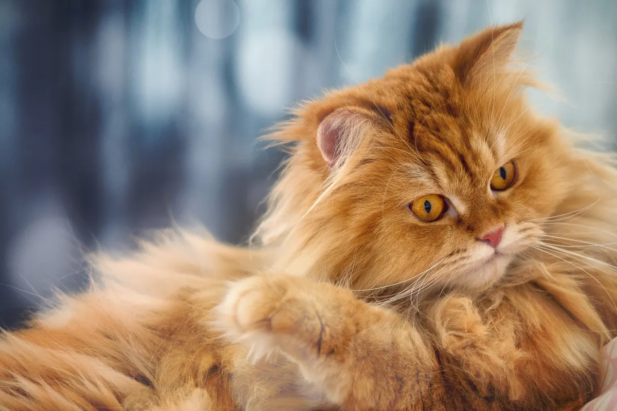 chat roux
