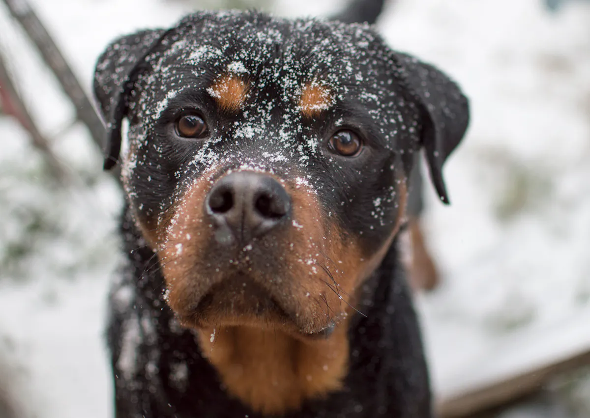 Rottweiler avec de la neige sur la tête 