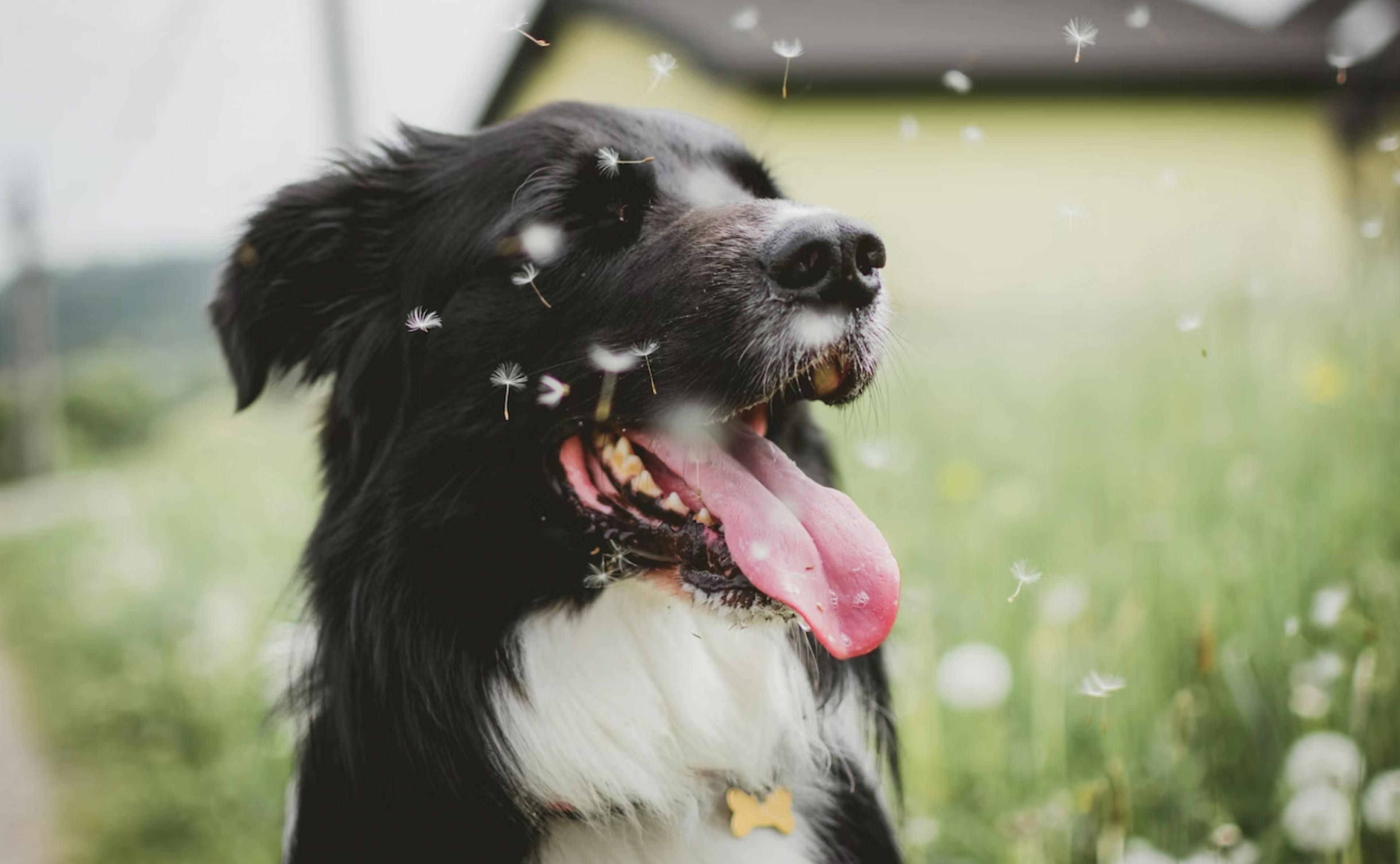 Chien dans l’herbe