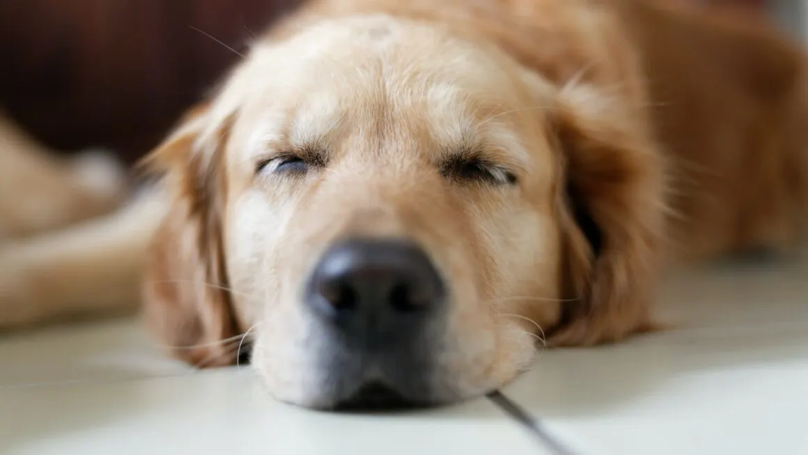 chien qui dort