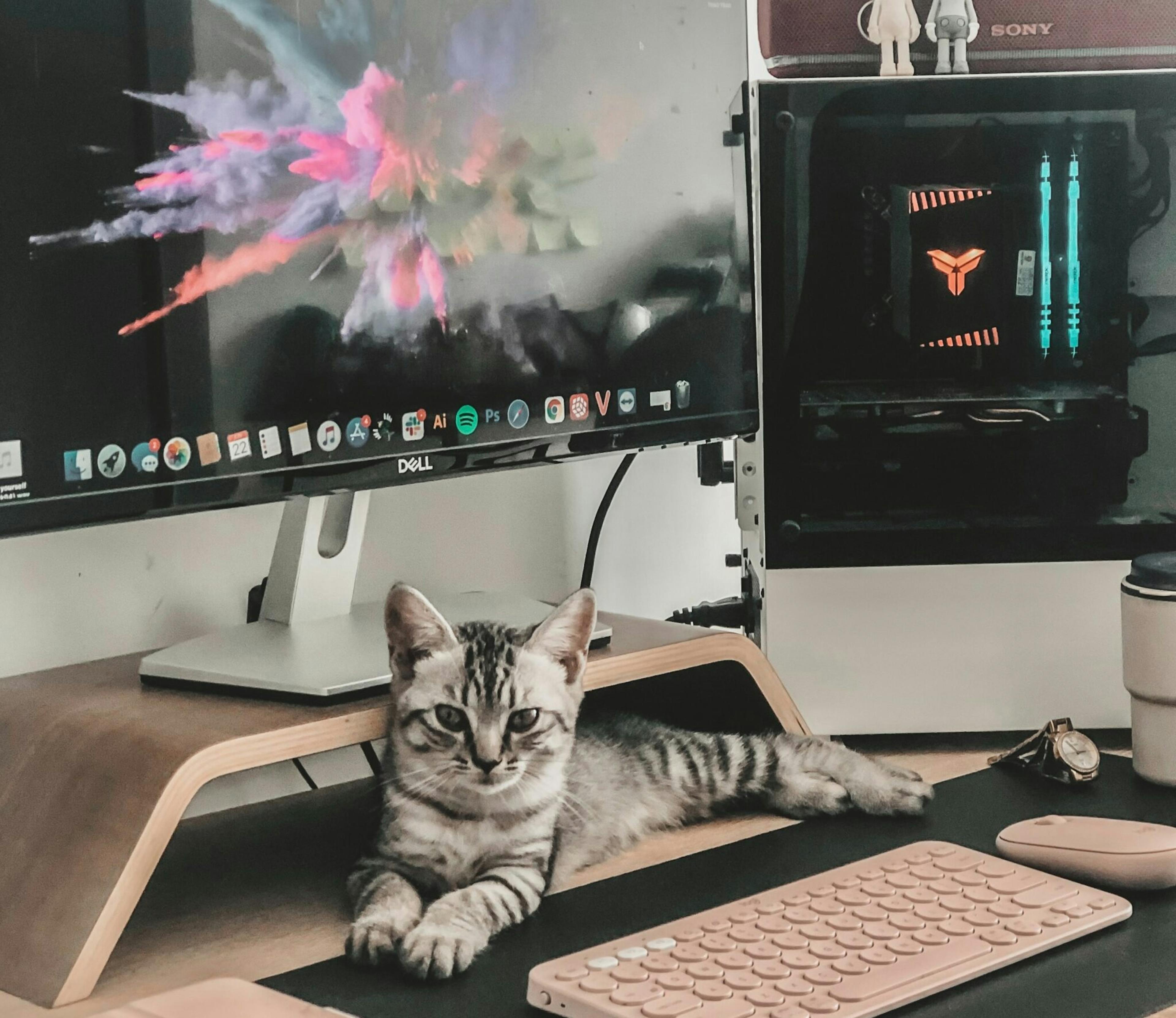 un chat adopté sur un bureau