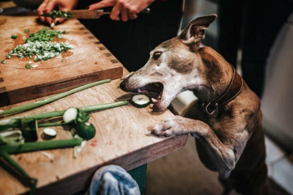 Un chien qui mange une courgette sur un plan de travail.