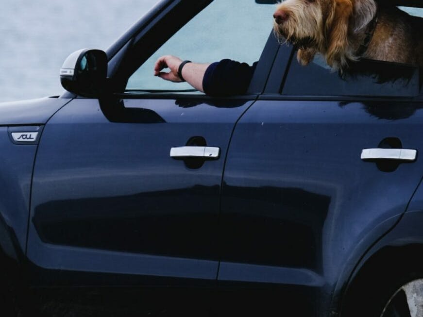 chien en voiture