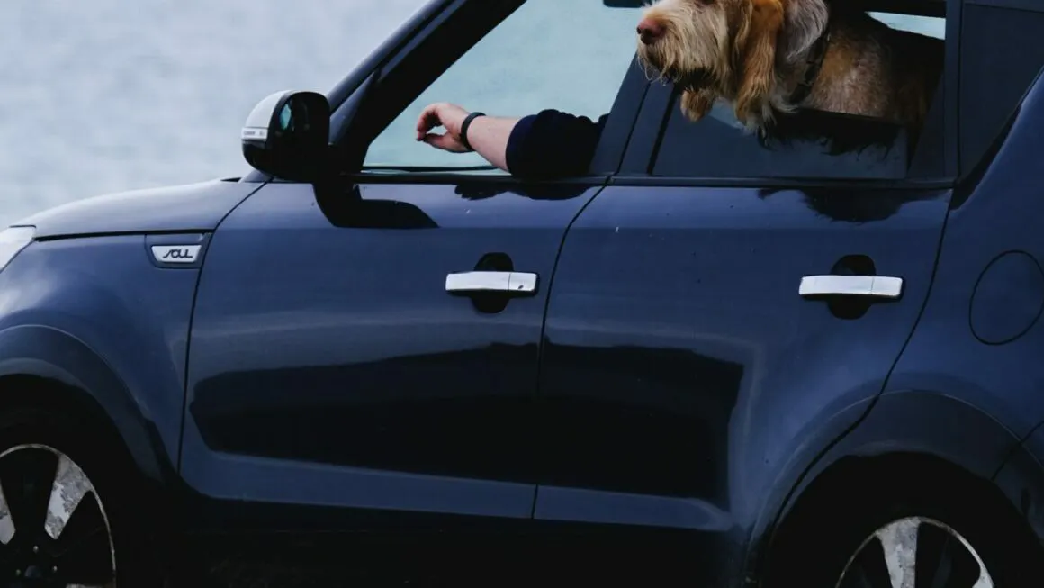 chien en voiture