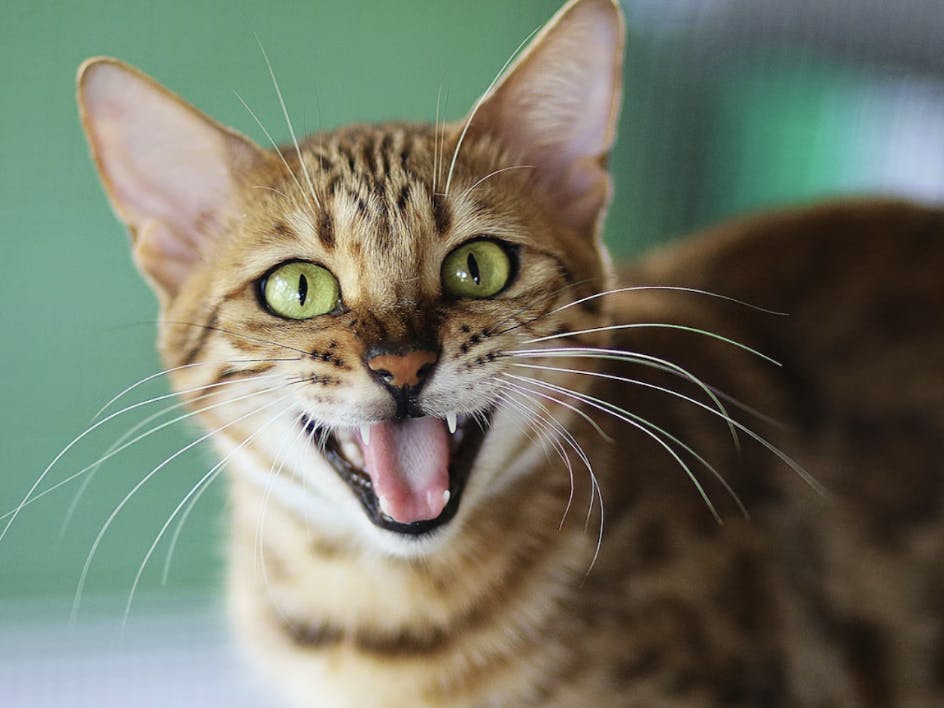 Kim Davies - chat Bengal - unsplash