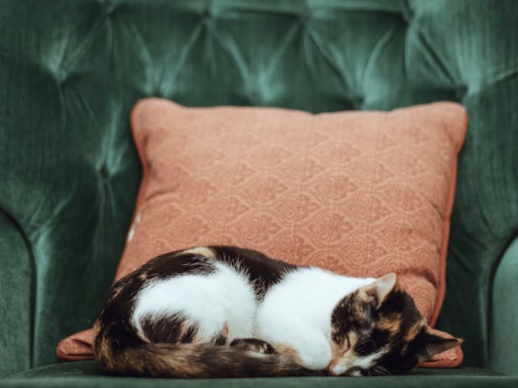 Chat senior qui dort dans un canapé