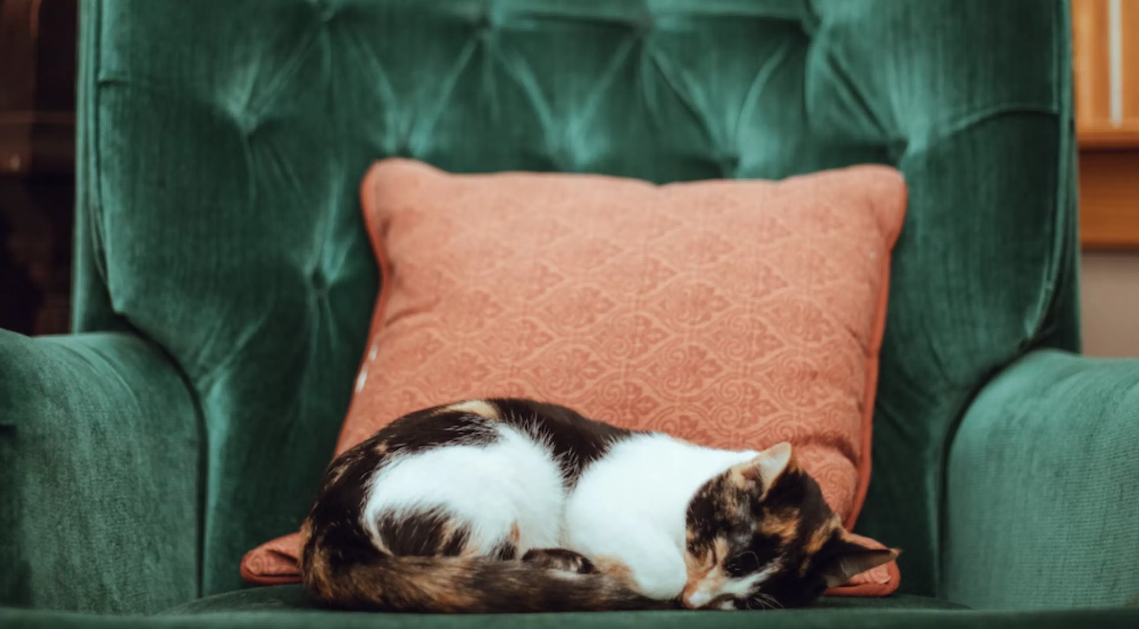 Chat senior qui dort dans un canapé
