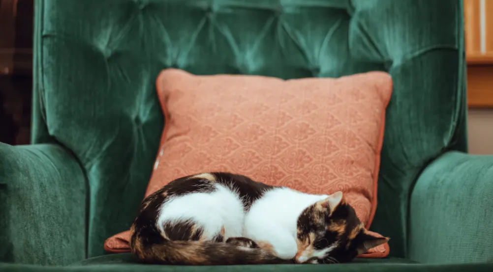 Chat senior qui dort dans un canapé