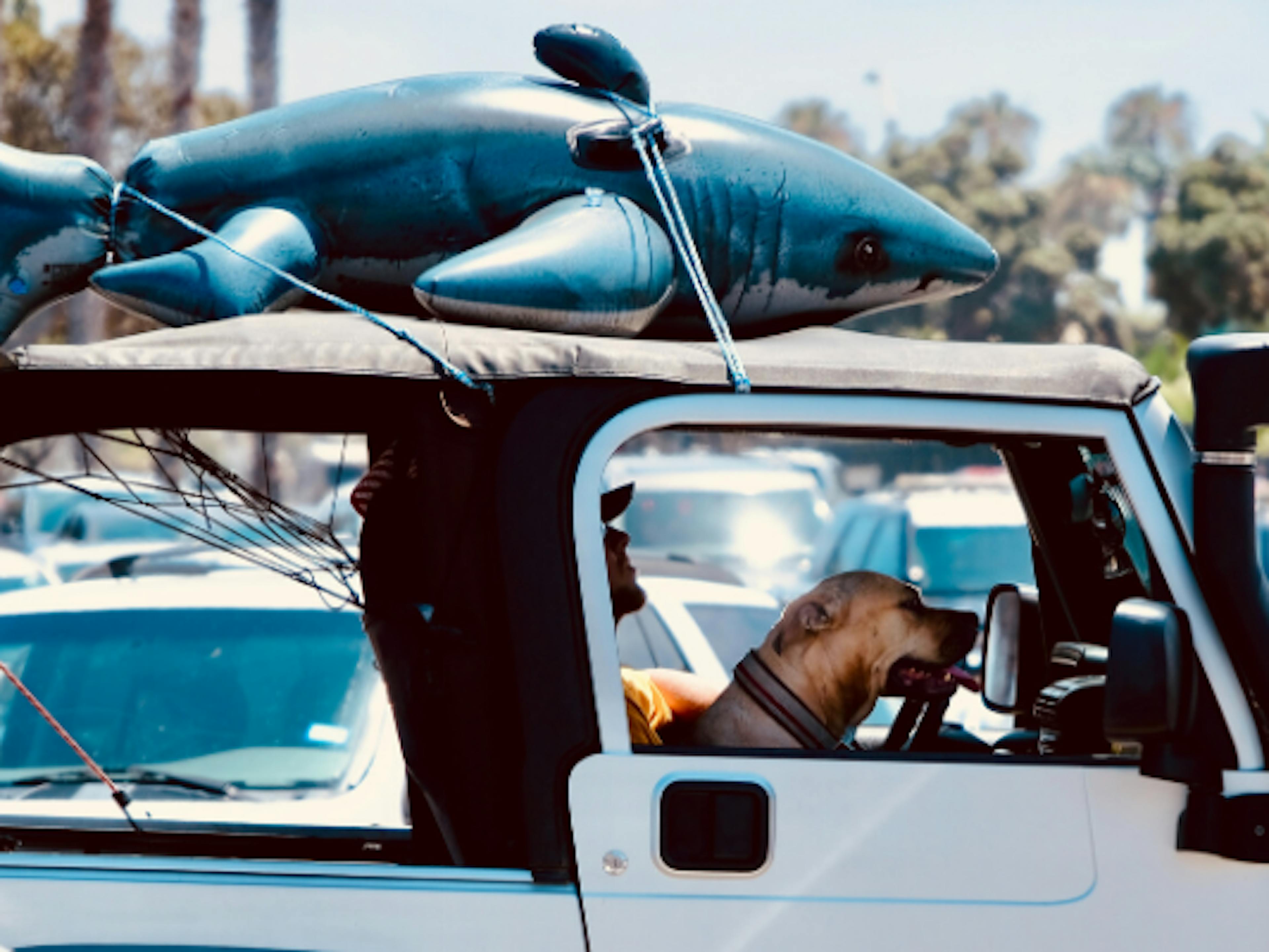 Chien qui part en vacances en voiture