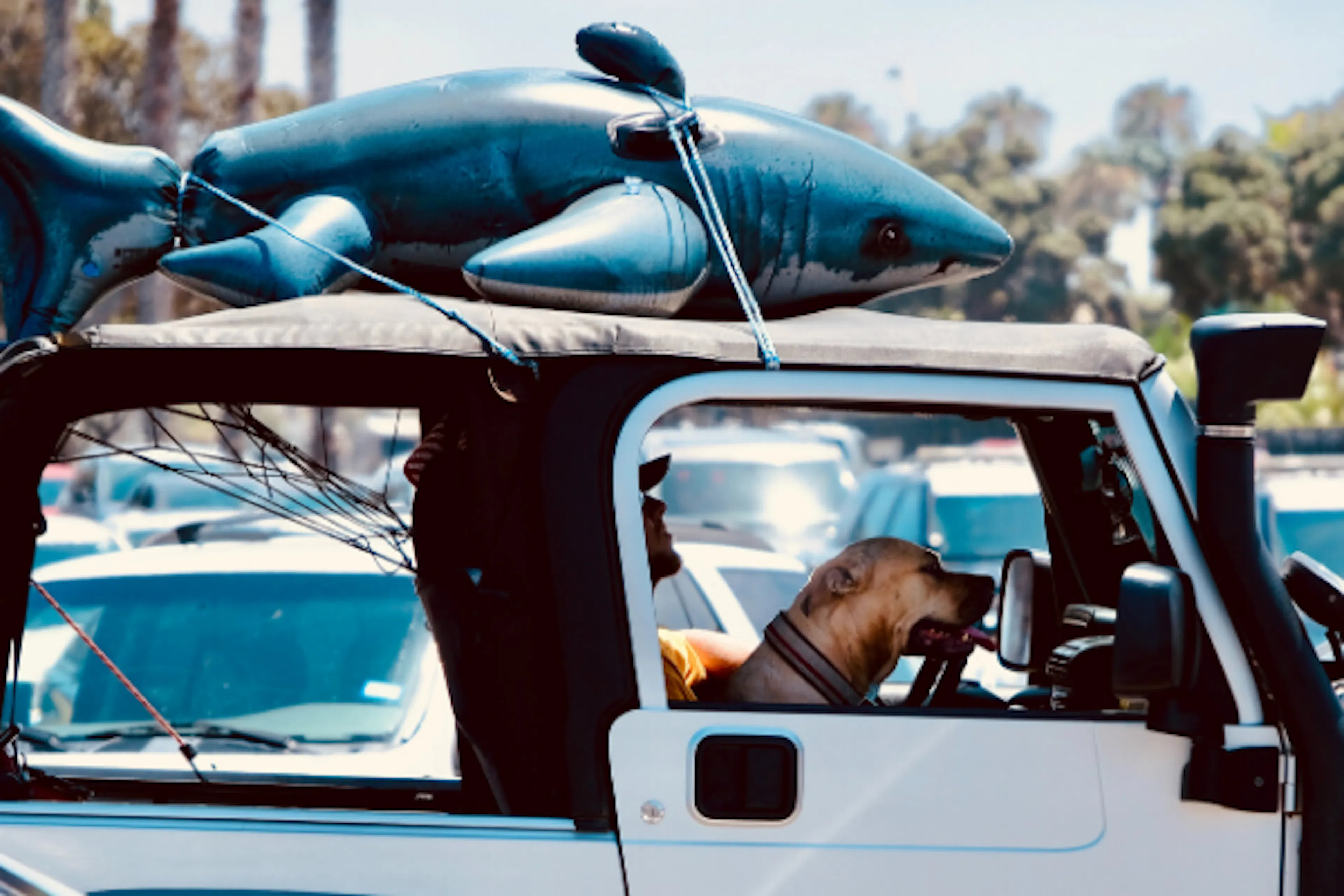 Chien qui part en vacances en voiture