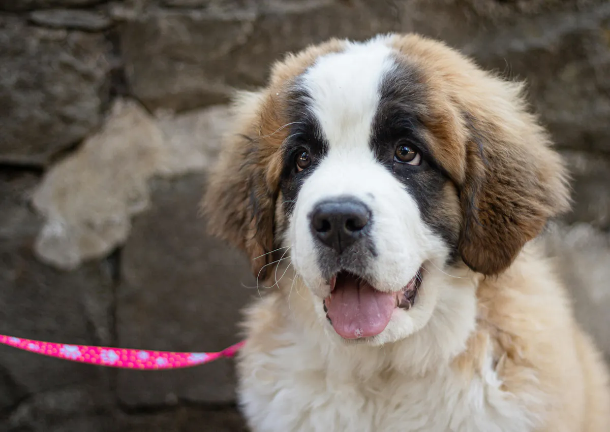 Chiot Saint-Bernard qui regarde au loin
