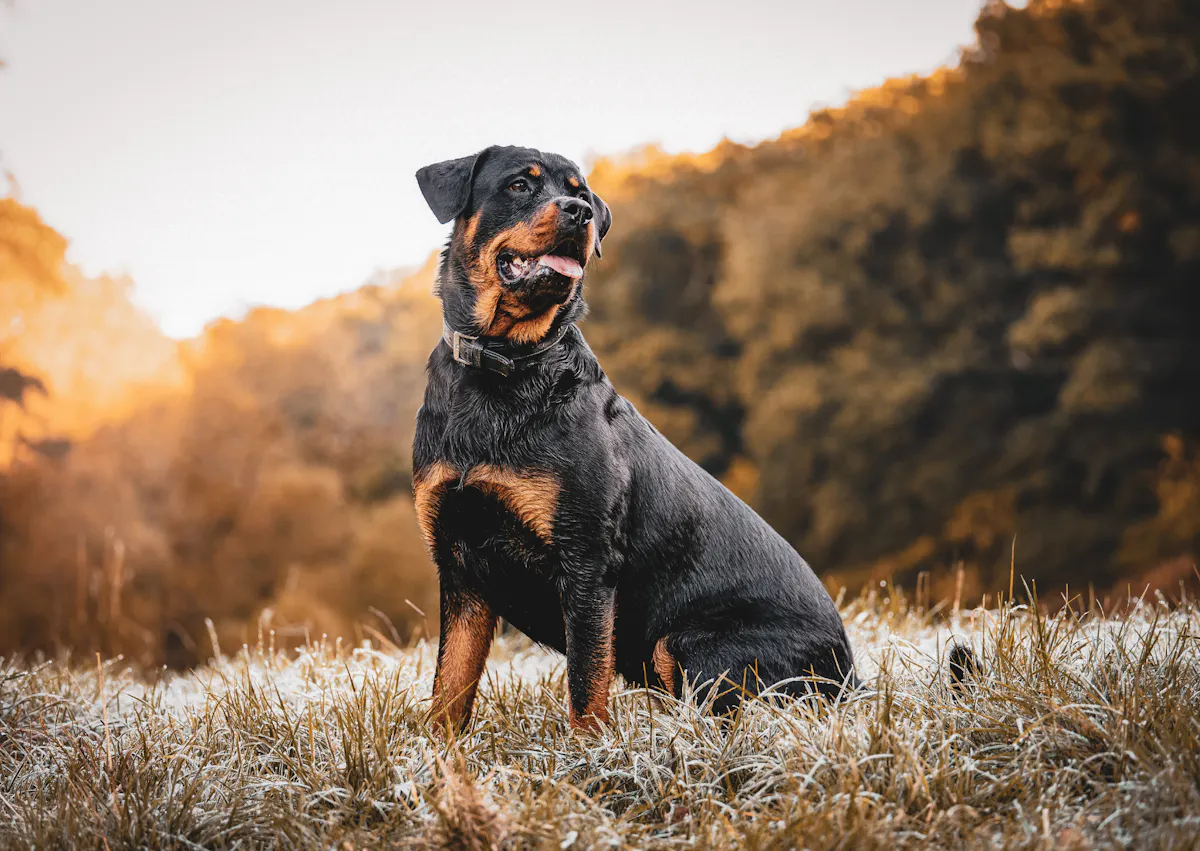Rottweiler assis qui regarde au loin