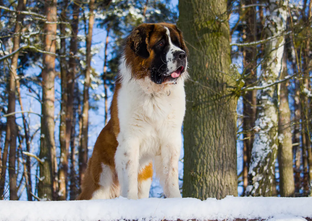 Saint-Bernard assis dans la neige dans une forêt