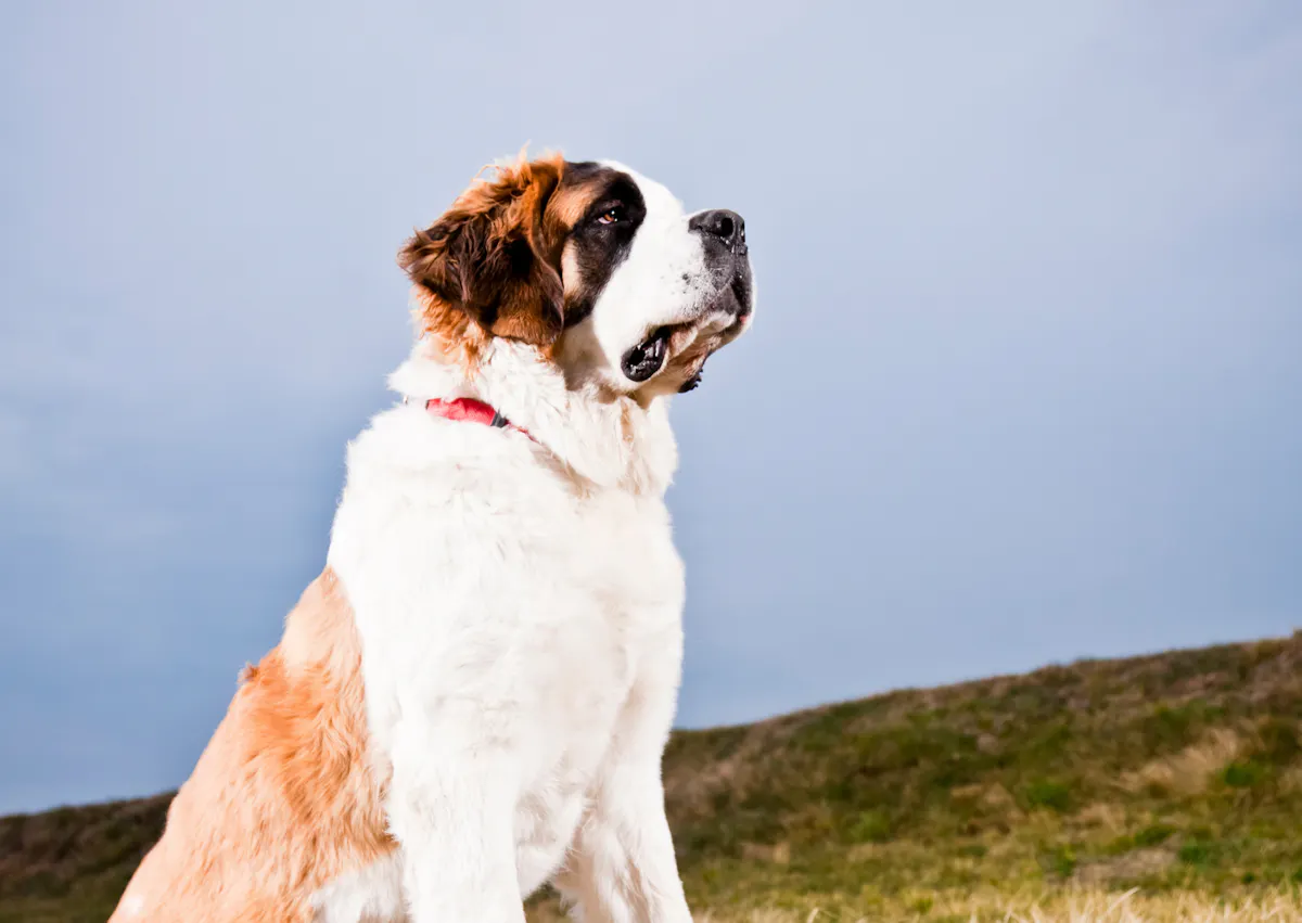 Saint-Bernard assis dans l'herbe sur une coline