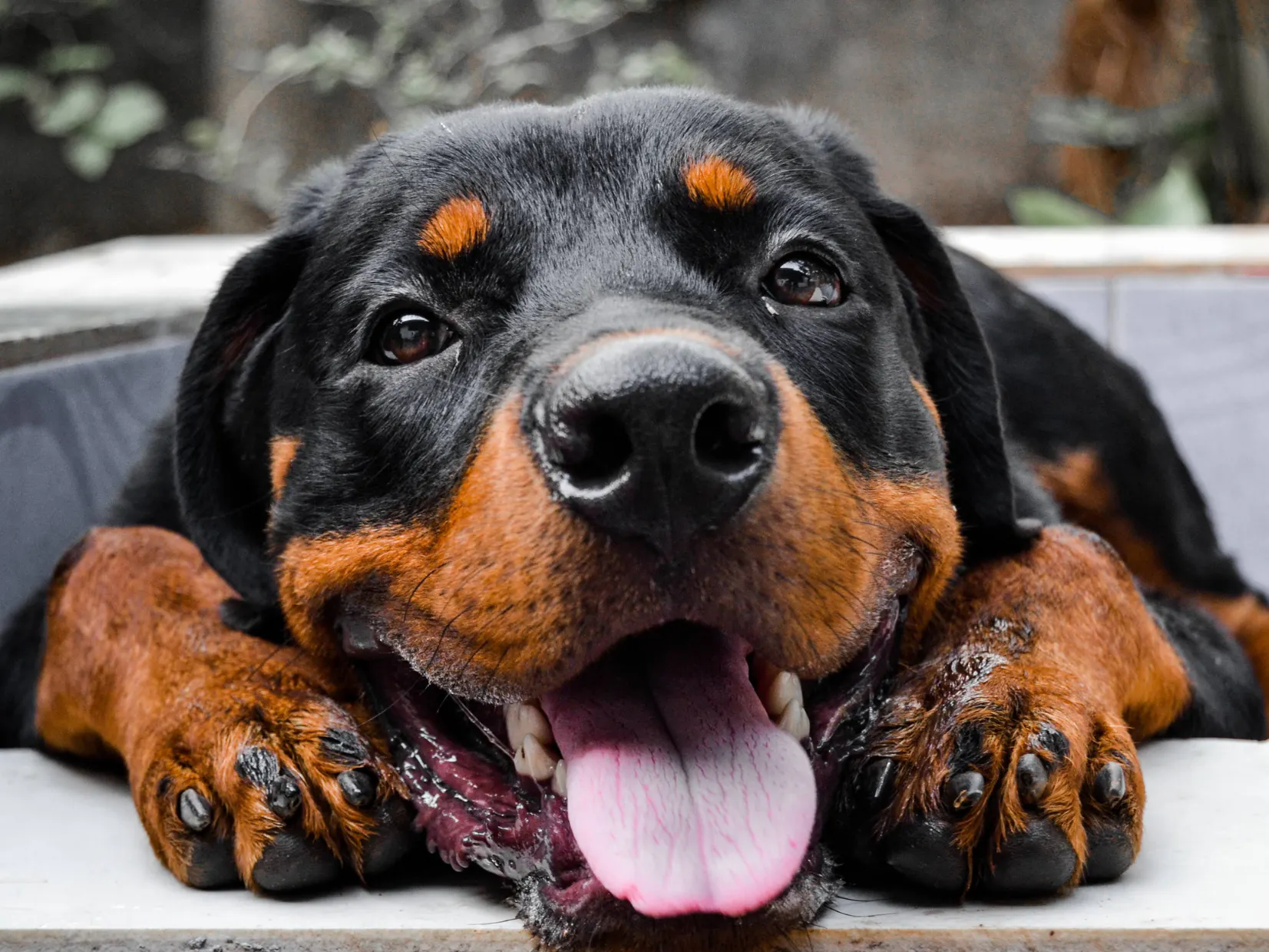 Rottweiler qui tire la langue