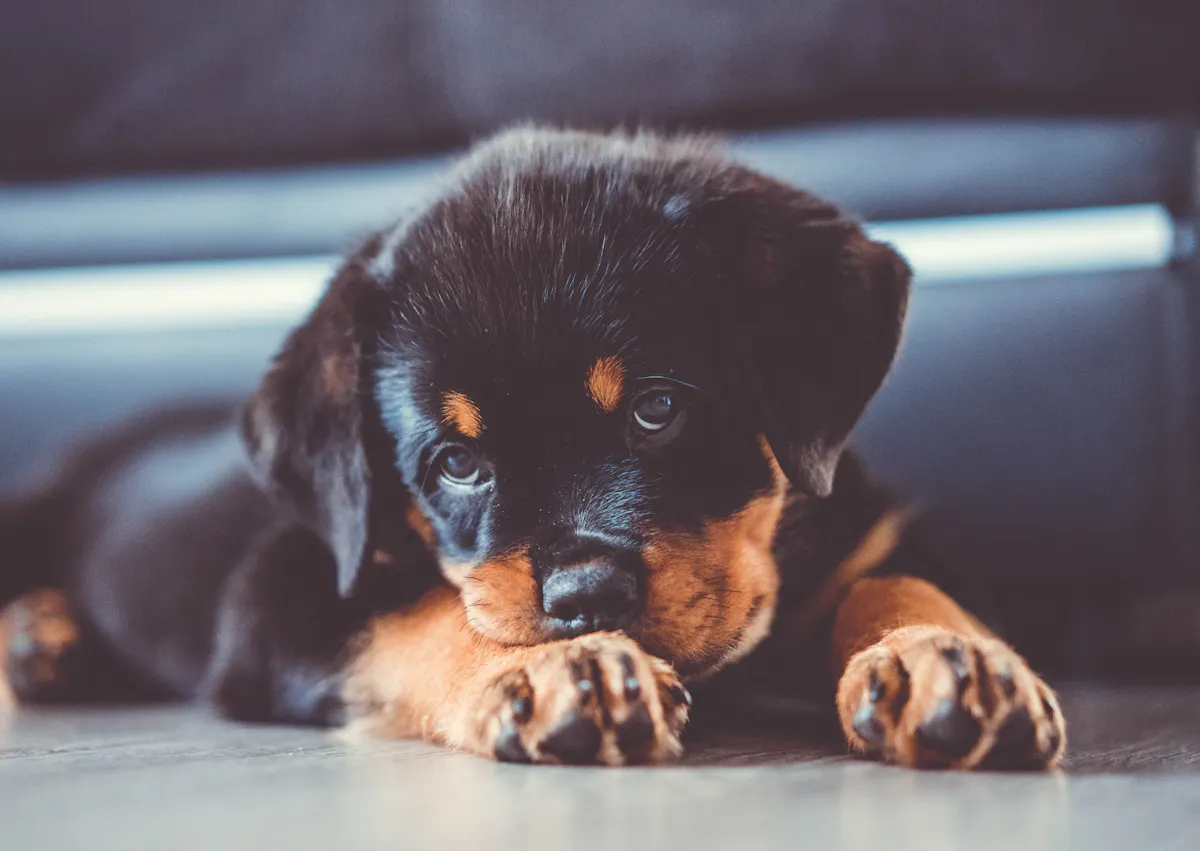 Rottweiler chiot couché 