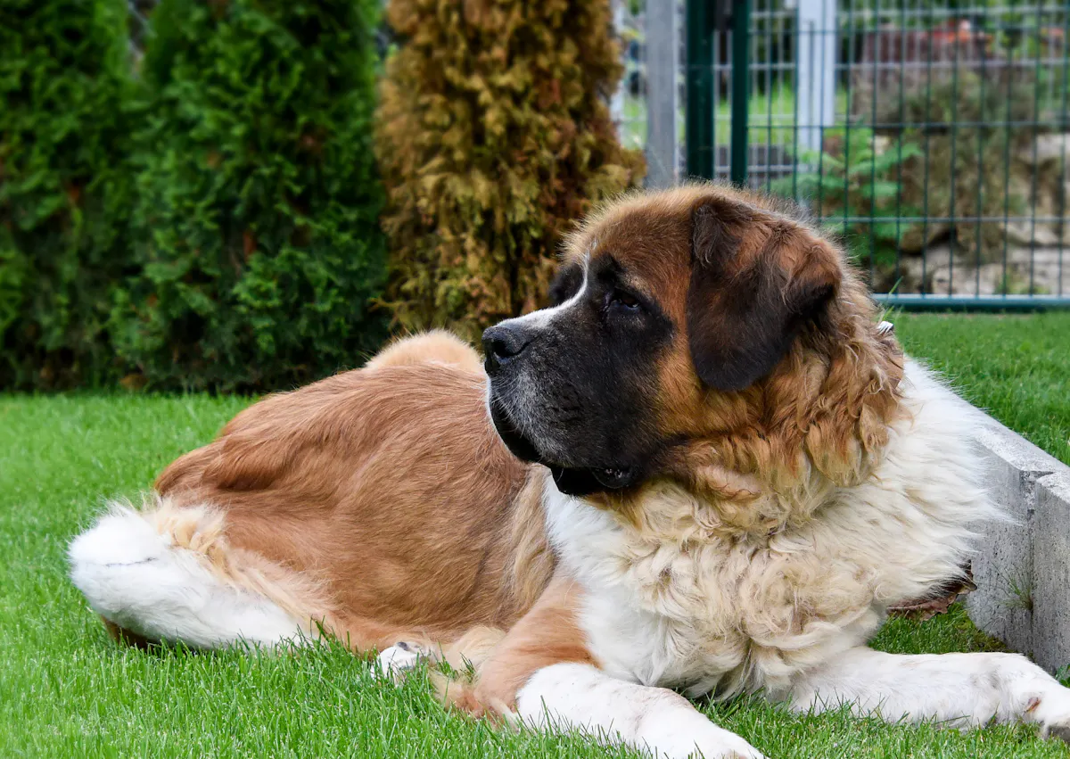 Saint-Bernard couché sur du faux gazon, il regarde au loin