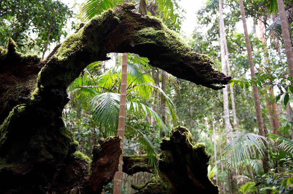 3386212d6cdc298612ae104076cc8c190cbd894a rainforest before