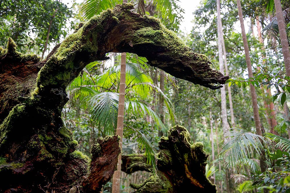 Bfb21be6b5943b14be523fe7da553fb3e880de9e rainforest after