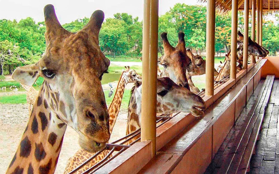 Safari World Bangkok timings