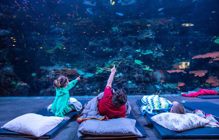 Georgia Aquarium sleepover