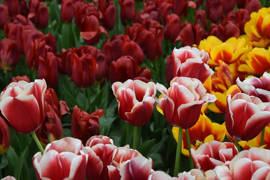 Keukenhof Tulip Gardens