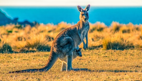 wild life sydney zoo tickets kangaroo