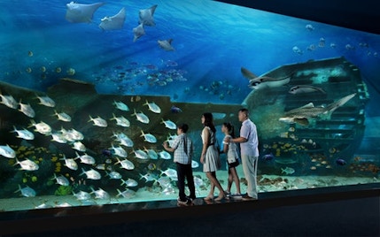 Singapore in November -S.E.A Aquarium