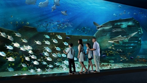 Singapore in November -S.E.A Aquarium