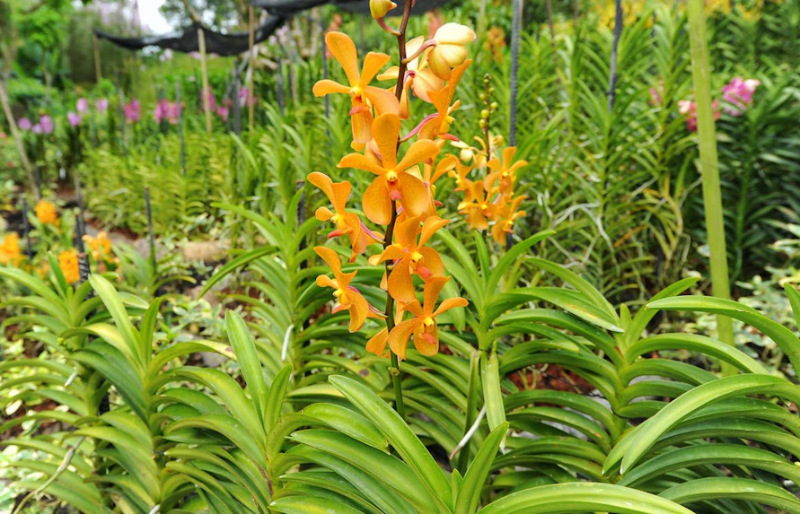 London Orchideen Februar